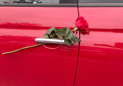 Red rose on red car door handle