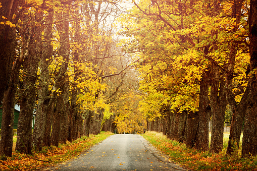 Asphalt road with beautiful trees on the sides in autumn.