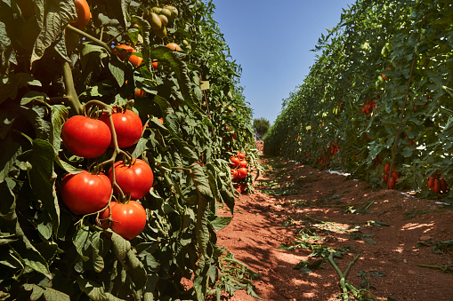 Large-scale vegetable production. Tomato field in Mallorca, Spain. Summer 2020