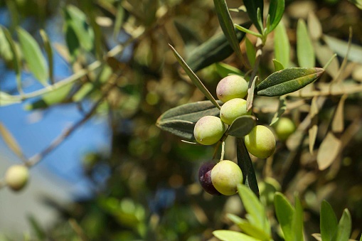 close up shot of olive tree branch over olive tree field.
