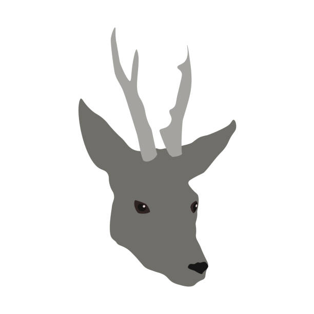 illustrations, cliparts, dessins animés et icônes de tête de cerf à cornes grises isolée sur fond blanc, vecteur eps 10 - moose animal head hunting humor