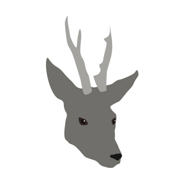 серый рогатый олень голову изолированы на белом фоне, вектор eps 10 - moose animal head hunting humor stock illustrations