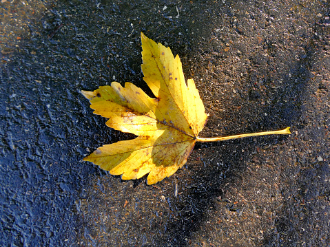 autumnal colored maple leaf on a street