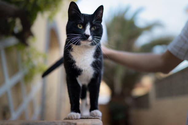 istock a black cat enjoys the caresses of a human hand 1278919210