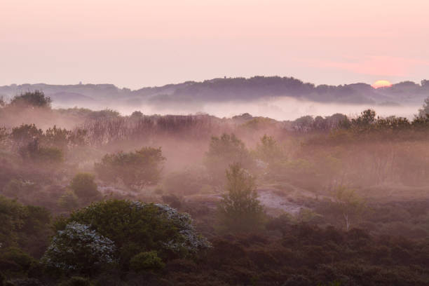 istock Landscape Berkheide dunes in Katwijk, Netherlands 1278919520