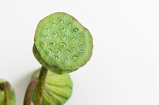 Fresh ripe lotus seeds isolated on white background