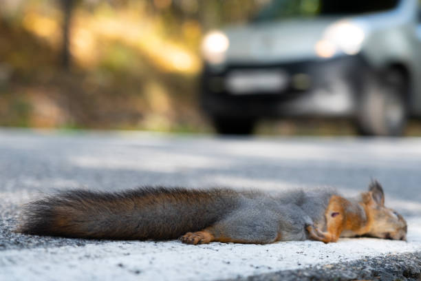 istock A dead squirrel lies on the road, just been killed by a car 1278920335