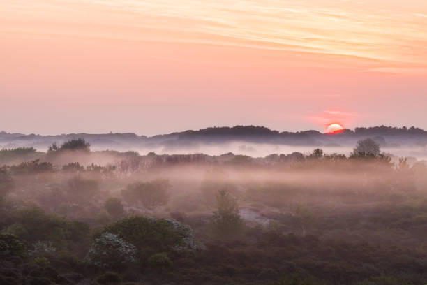 istock Landscape Berkheide dunes in Katwijk, Netherlands 1278920423
