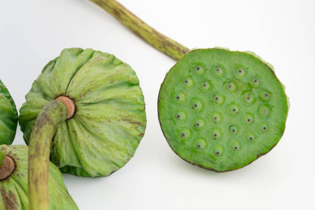 istock Fresh ripe lotus seeds isolated on white background 1278920523