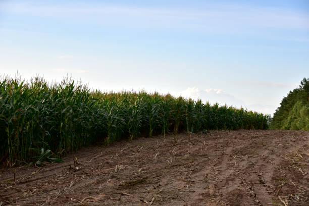 istock Young corn plants in a field. Maize or sweetcorn plants background. 1278920839