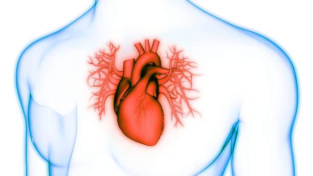 istock Human Circulatory System Heart Anatomy 1278921455