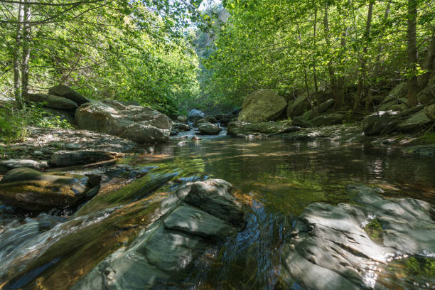 istock Crystal clear river surrounded by vegetation 1278921508