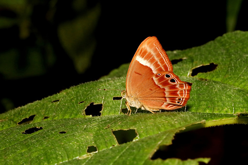 Double Banded Judy Butterfly, Abisara bifasciata, Bondla Wildlife Sanctuary, Goa,India