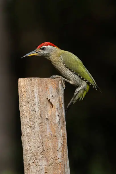 Photo of Streak, throated woodpecker, Picus xanthopygaeus, Salim Ali Bird Sanctuary, Thattekad, Kerala, India