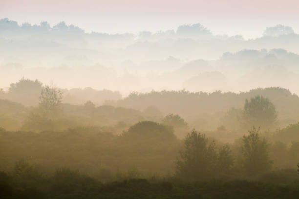 istock Landscape Berkheide dunes in Katwijk, Netherlands 1278922639