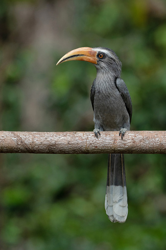 Malabar Grey Hornbill, Ocyceros griseus, Salim Ali Bird Sanctuary, Thattekad, Kerala, India