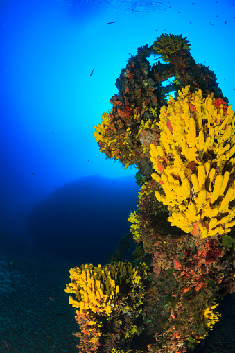 Underwater yellow sea sponge deep in sea Sea life Mediterranean sea Scuba diver point of view
