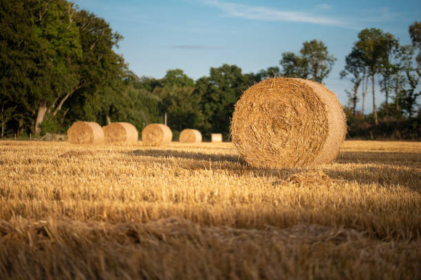 istock Hay bails lying in a sunny agricultural field 1278924311