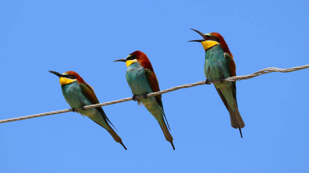 colorful Merops apiaster bird on wire colorful bee-eater on wire bee eater photos stock pictures, royalty-free photos & images