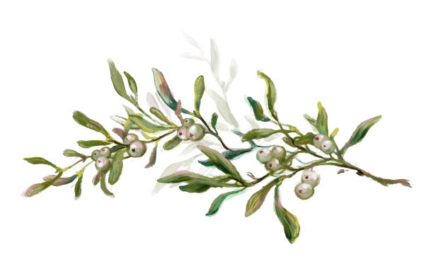 Watercolor mistletoe branch, traditional christmas decor Hand drawn mistletoe branch isolated on white background. Watercolor and crayon vintage style winter botanical illustration. Christmas floral decoration, evergreen plant and berries. mistletoe stock illustrations