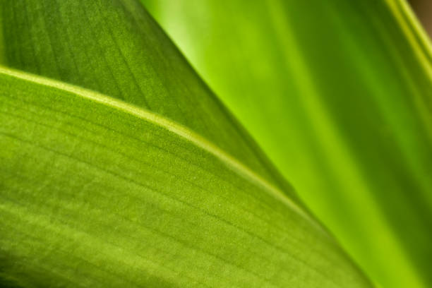 istock Abstract green leaf background, soft focus, sunny day, fresh spring field, natural textured wallpaper 1278928078