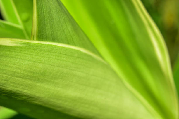 istock Abstract green leaf background, soft focus, sunny day, fresh spring field, natural textured wallpaper 1278928130