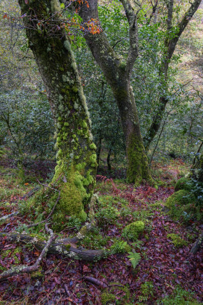 istock An oak tree with the trunk covered in moss 1278930254