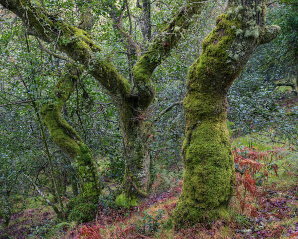 istock A group of three trees seem to dance in an ancient forest 1278930268