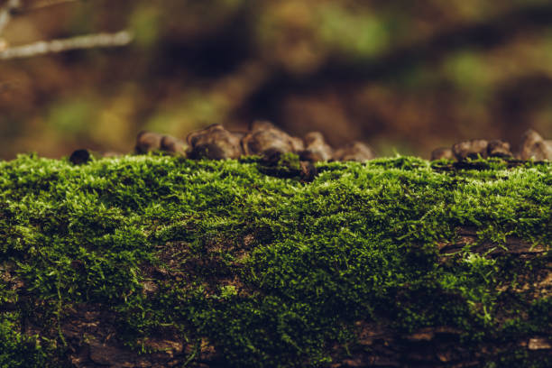 istock Moss on the old tree in emerald green forest 1278931672