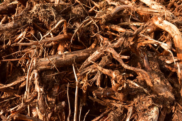 istock Pile of wood roots. Root from tree from peat bogs. Roots from trees after draining a swamp for peat and oil extraction 1278933886