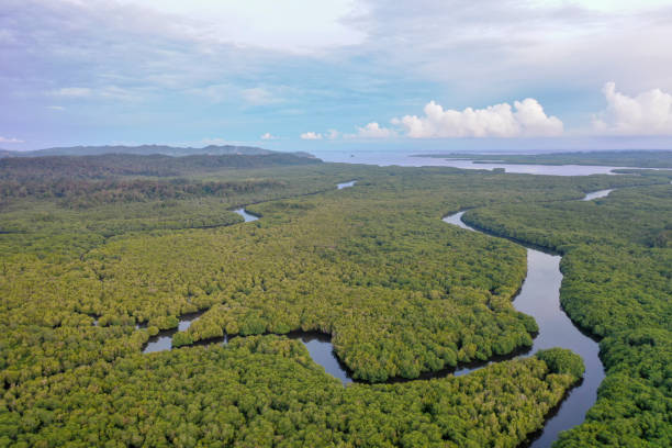 Aerial view of Sepilok Laut mangrove forest reserve and rain forest. The protected area located in Sandakan, Sabah, Malaysia, Borneo. stock photo