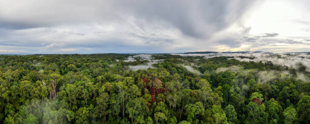 Aerial view of Sepilok Laut mangrove forest reserve and rain forest. The protected area located in Sandakan, Sabah, Malaysia, Borneo. stock photo