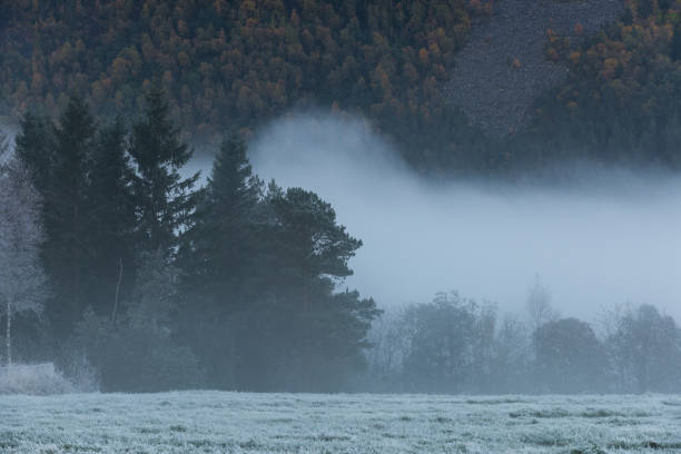 landscape of mountain forest