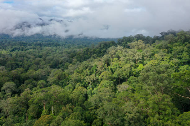istock Malaysia Borneo Tropical Rainforest virgin jungle. 1278937173