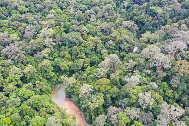 istock Malaysia Borneo Tropical Rainforest virgin jungle. 1278937205