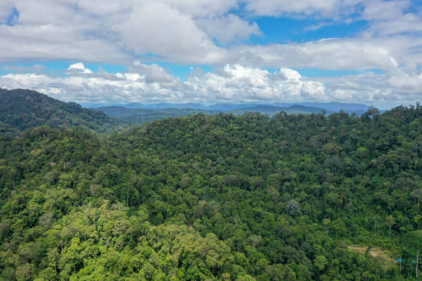 istock Malaysia Borneo Tropical Rainforest virgin jungle. 1278937234