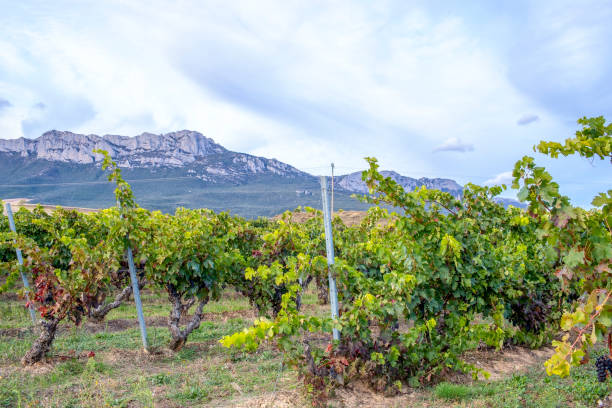 istock Vineyard in October. Rioja. Spain 1278937268