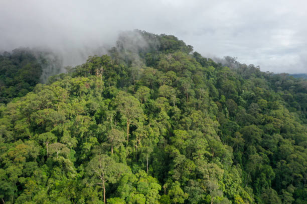 istock Malaysia Borneo Tropical Rainforest virgin jungle. 1278937273