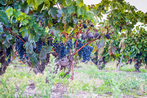 Grapes in a vineyard. Rioja. Spain