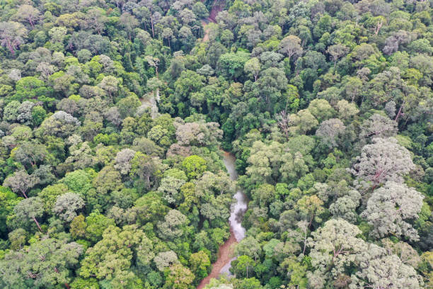 istock Malaysia Borneo Tropical Rainforest virgin jungle. 1278937293