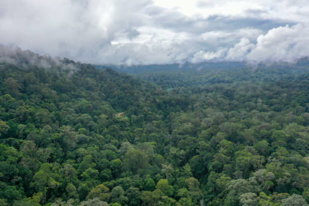 istock Malaysia Borneo Tropical Rainforest virgin jungle. 1278937299