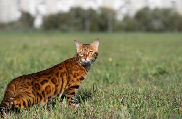 istock Bengal cat is squatting in the grass. 1278941354