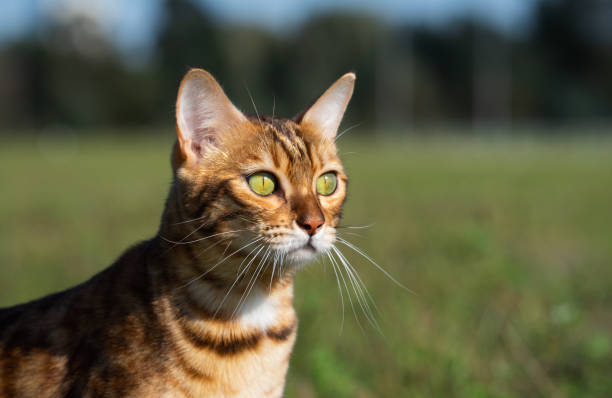 istock Bengal cat close-up portrait. 1278941368