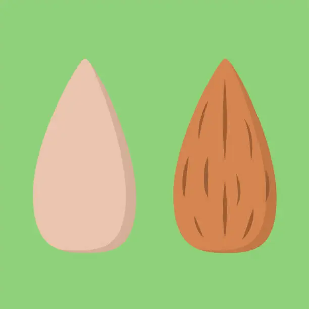 Vector illustration of Almond