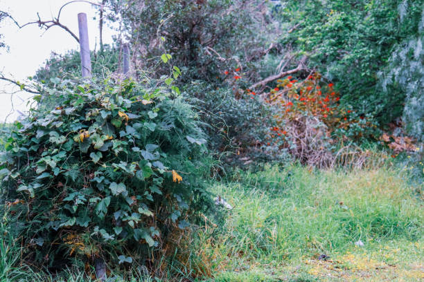 istock overgrown vines in untended parkland and long grass 1278943633