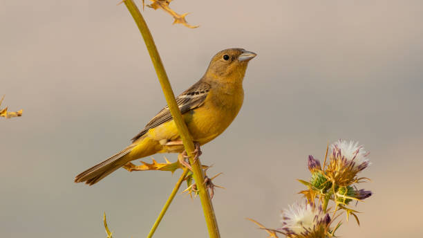 istock Black-headed Bunting in different frames on the branch in the tree 1278943918