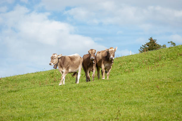 istock Three young running brown cows against background of blue sky with white scenic clouds  and green pasture 1278945821