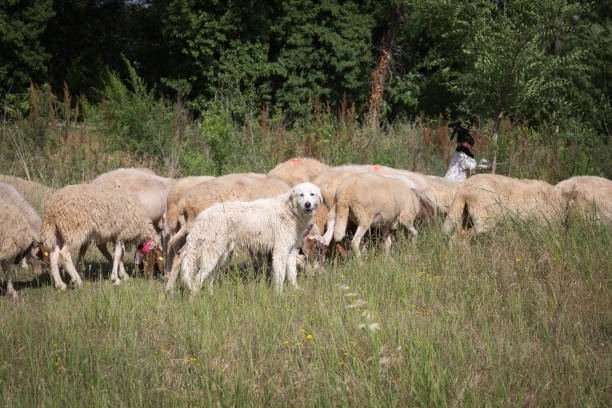 istock Flock of Sheep Grazing Grass in a Streambed in Springtime 1278945861