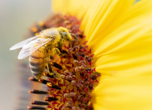 ヒマワリの仕事でビー - beehive rural scene bee outdoors ストックフォトと画像