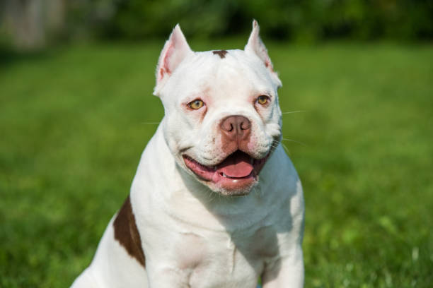 istock American Bully puppy dog on green grass 1278947205